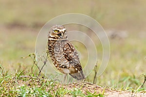 Burrowing owl in the North Pantanal in Brazil