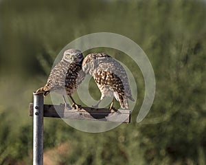 Burrowing Owl pair on a perch