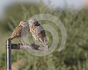 Burrowing Owl pair on a perch