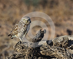 Burrowing Owl pair on a perch photo