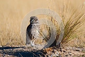 Burrowing Owl, Patagonia, Argentina photo