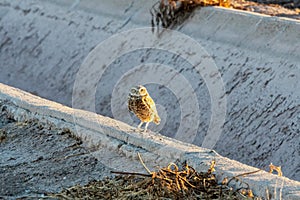 Burrowing owl perched on agricultural ditch photo