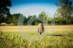 Burrowing Owl photo