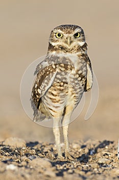 Burrowing Owl perched on the ground - Salton Sea, California