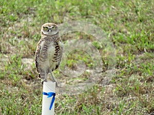 Burrowing Owl perched on post