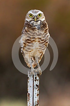 Burrowing Owl Perching on Fence Post