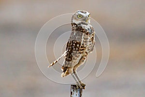 Burrowing Owl Perching on Metal Fence Post