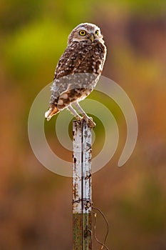 Burrowing Owl Perching on Metal Fence Post