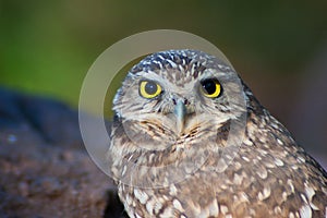 Burrowing Owl Portrait