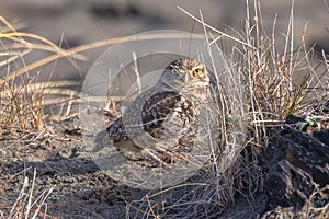 A Burrowing Owl Portrait, Northern California, USA