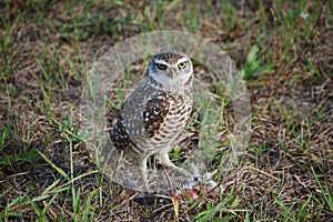 Burrowing owl with prey