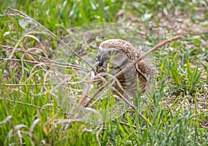 A burrowing owl preys on a large black beetle.