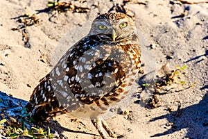 Burrowing Owl  Residing in Cape Coral, Florida photo