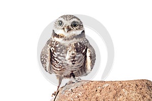 Burrowing Owl on Rock looking at camera isolated on white