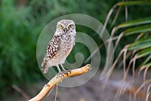 Burrowing owl sitting on a stick, Huacachina, Peru