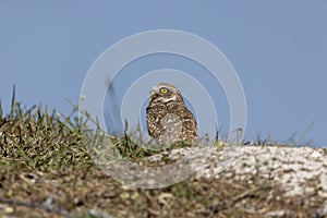 Burrowing Owl in Southeast Florida