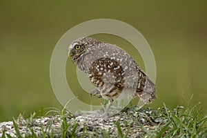 Burrowing Owl in Southwest Florida