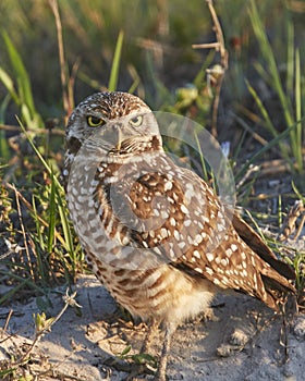 Burrowing Owl Standing By Burrow