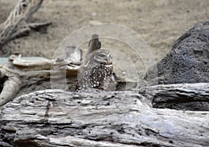 Burrowing Owl Standing on the Ground Behind a Log