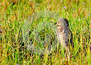 Burrowing Owl standing next to the nest.