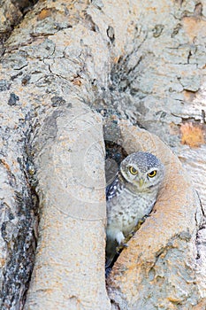 Burrowing Owl on the tree hole