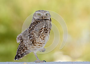 Burrowing Owl, Tucson Arizona