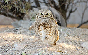 Burrowing Owl, Tucson Arizona