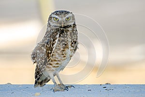 Burrowing Owl, Tucson Arizona