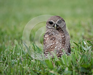 Burrowing Owl with Unusual Black Eyes
