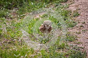 A burrowing owl walks through the grass on the prairie.