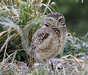 A burrowing owl, a wonderful bird of prey, before a green background.