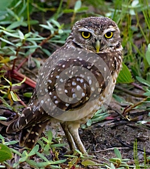 A burrowing owl, a wonderful bird of prey, before a green background.