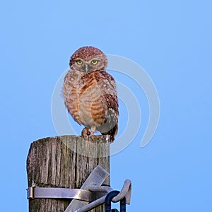 Burrowing Owl with yellow eyes, Athene Cunicularia, standing on a pole, Uruguay, South America