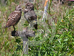 Burrowing Owls