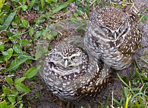 Burrowing Owls