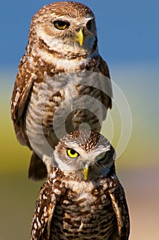 Burrowing owls