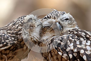 The burrowing owls (Athene cunicularia)