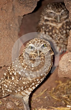 Burrowing Owls (Athene cunicularia) in Arizona