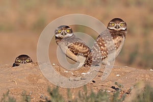 Burrowing Owls in Colorado