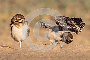 Two Burrowing Owls Guarding Their Burrow