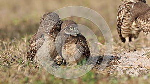 Burrowing Owls preen each other in Florida