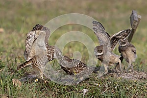 Burrowing Owls in Southwest Florida