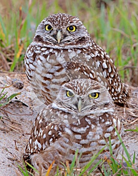 Burrowing Owls photo