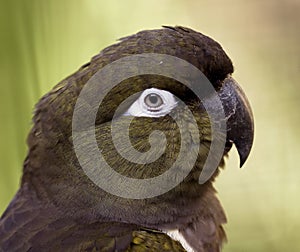 Burrowing parakeet 1