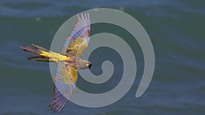Burrowing parakeet in flight over the sea