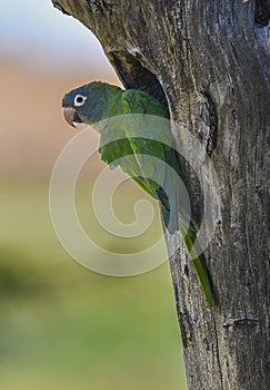 Burrowing Parrot in Calden Forest,