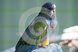 Burrowing parrot & x28;Cyanoliseus patagonus& x29; or Burrowing parakeet also known as the Patagonian conure, portait