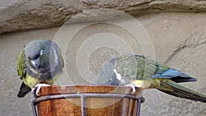 Burrowing parrot Cyanoliseus patagonus or Burrowing parakeet also known as the Patagonian conure sitting on a bowl