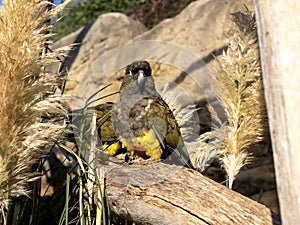 burrowing parrot, Cyanoliseus patagonus, sits on a dry branch and looks around