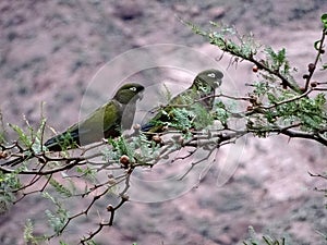 burrowing parrot, or patagonian conure, Cyanoliseus patagonus